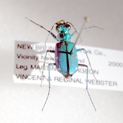 Beetle of York Co in MNT Collection-Coloptres