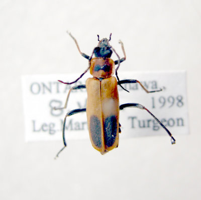 Chauliognathus pensylvanicus-Ontario