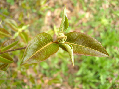 P418 FLORA OF NB