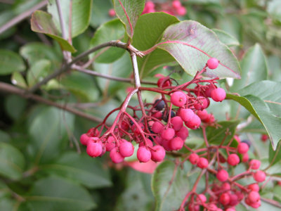 P418 FLORA OF NB