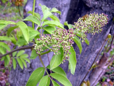 P 416 Flora of NB
