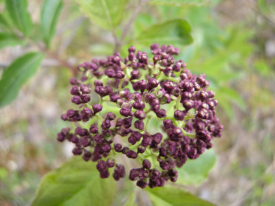 Sambucus racemosa - Red -Berries elderberry>>TOXIC<<