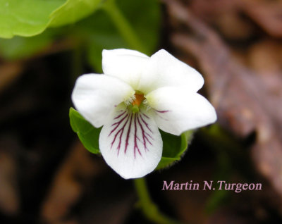 P211 Flora of NB