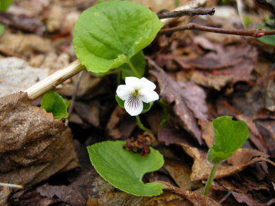 P211 Flora of NB