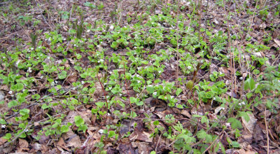 P211 Flora of NB