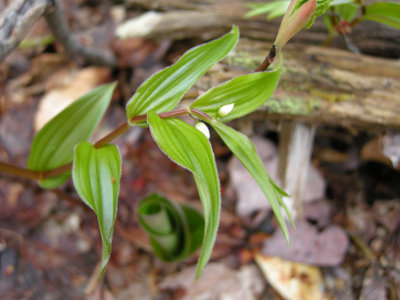 P629 Flora of NB