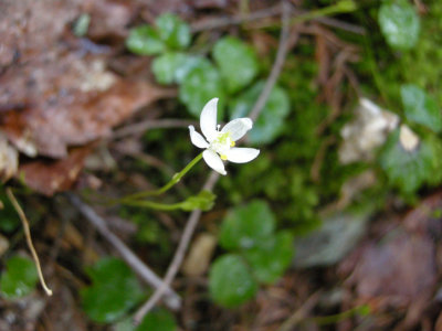 p 140 Flora of NB
