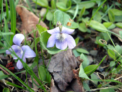P213 Flora of NB