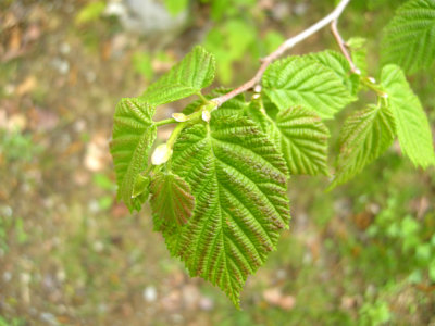 P 161 Flora of NB