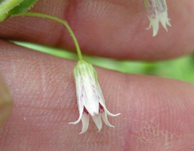 P629 Flora of NB