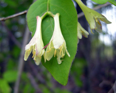 P414 Flora of NB