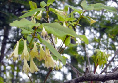 P414 Flora of NB