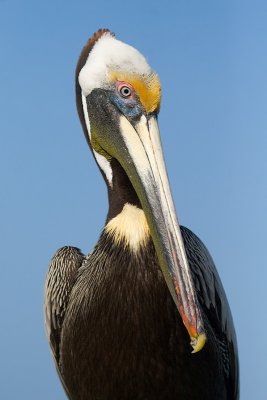 Pelicans