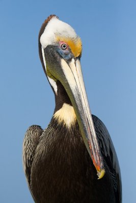 Pelican Portrait