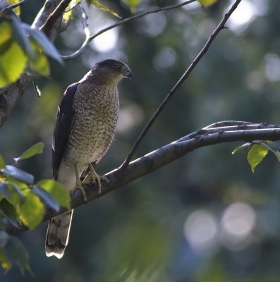 CoopersHawk_4434.jpg