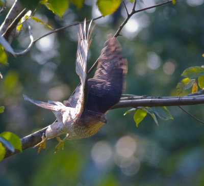 Cooper's Hawk