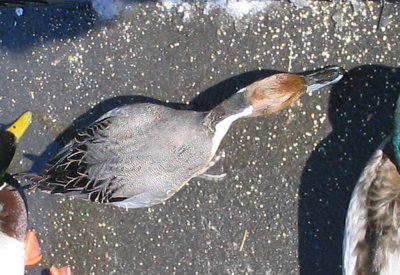 Northern Pintail