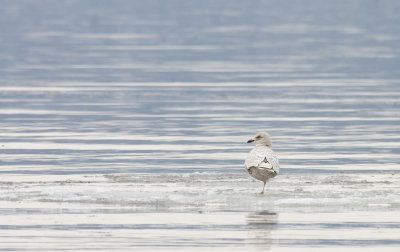 IcelandGull_8405.jpg