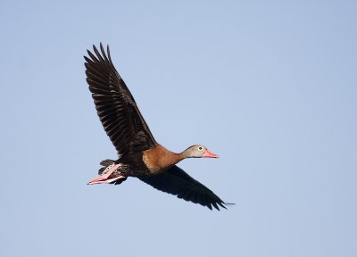 Black-bellied Whistling Duck