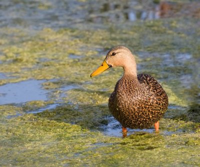 Mottled Duck