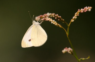 Cabbage White