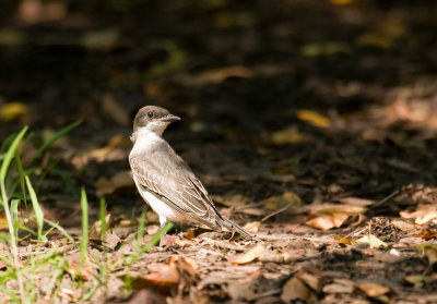 Eastern Kingbird