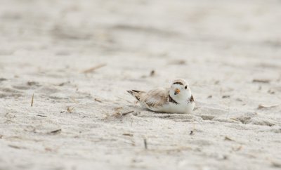 PipingPlover_S0T9078.jpg