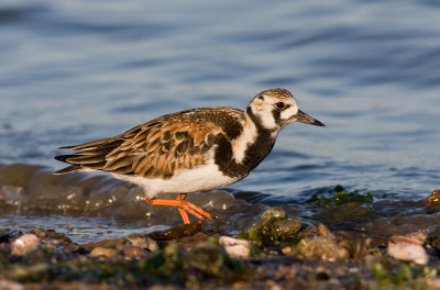 Ruddy Turnstone