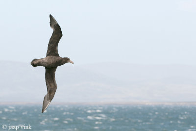 Southern Giant Petrel - Zuidelijke Reuzenstormvogel - Macronectes giganteus