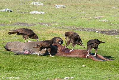 Striated Caracara - Falklandcaracara - Phalcoboenus australis