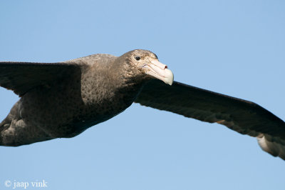 Southern Giant Petrel - Zuidelijke Reuzenstormvogel - Macronectes giganteus