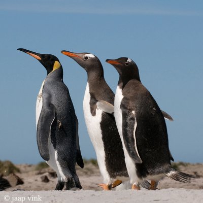  Penguins - Pinguns - Aptenodytes patagonicus/Pygoscelis papua