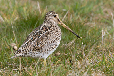 Magellanic Snipe - Zuid-Amerikaanse Snip - Gallinago paraguaiae