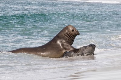 Southern Elephant Seal - Zeeolifant - Mirounga leonina