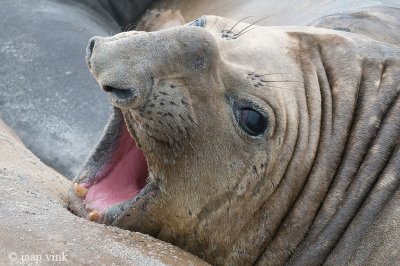 Southern Elephant Seal - Zeeolifant - Mirounga leonina