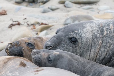 Southern Elephant Seal - Zeeolifant - Mirounga leonina