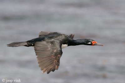 Rock Shag - Magelhaenaalscholver - Phalacrocorax magellanicus