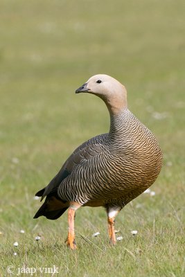 Ruddy-headed Goose - Roodkopgans - Chloephaga rubidiceps