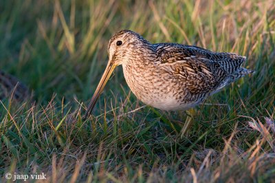 Magellanic Snipe - Zuidamerikaanse Snip - Gallinago paraguaiae