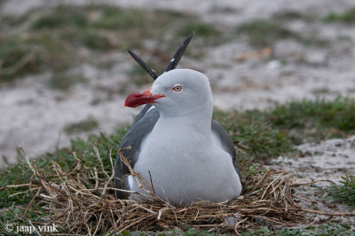 Dolphin Gull - Dolfijnmeeuw - Larus scoresbii