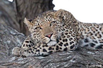 Botswana: Leopards, October 5-11, 2008