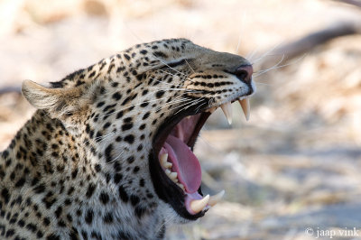 Leopard - Luipaard - Panthera pardus