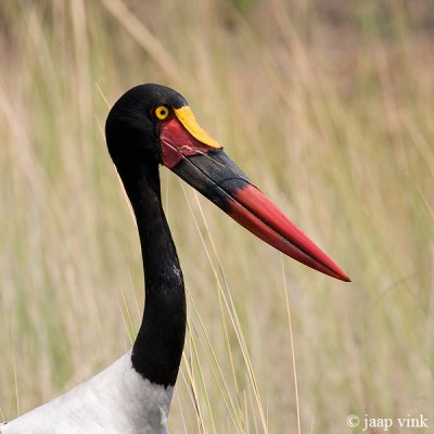 Saddle-billed Stork - Zadelbekooievaar - Ephippiorhynchus senegalensis