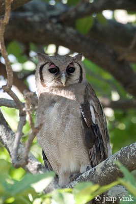 Verreaux's Eagle Owl - Verreaux-oehoe - Bubo lacteus