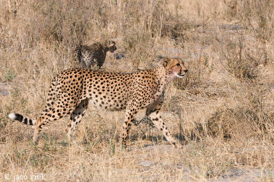 Cheetah - Jachtluipaard - Acinonyx jubatus