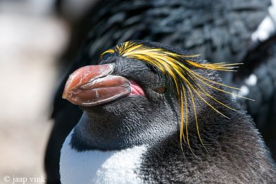 Macaroni Penguin - Macaronipinguïn - Eudyptes chrysolophus