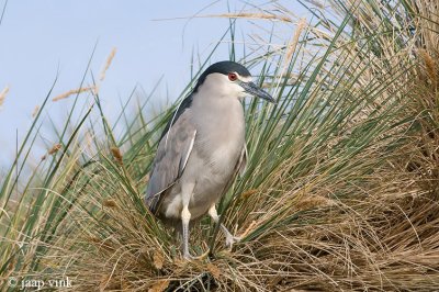 Black-crowned Night-Heron - Kwak - Nycticorax nycticorax