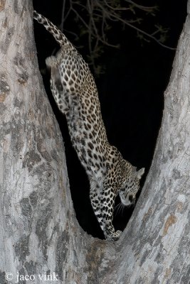 Leopard - Luipaard - Panthera pardus