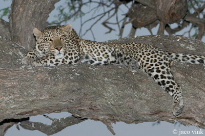 Leopard - Luipaard - Panthera pardus