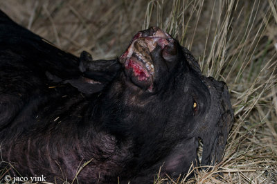 Cape Buffalo - Kaapse Buffel - Syncerus caffer